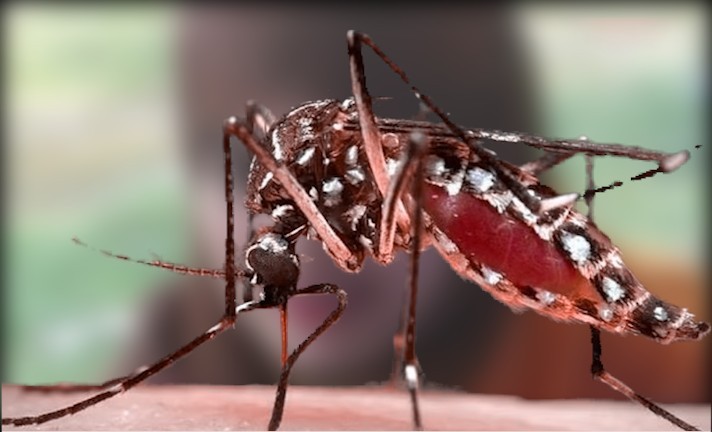 কুমিল্লায় ডেঙ্গু জ্বরে আক্রান্ত হয়ে প্রাণ হারালো এক নারী, হাসপাতালে ভর্তি ২৬ জন